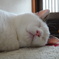 猫の口って、可愛いよね！