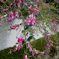 季節の花（秋）