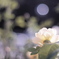 薔薇