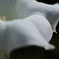 絆
