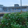 雑草と中学校技術教室