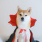 ハロウィンコス