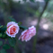 2025/08/28 Rose collection ♡ 23