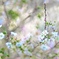 秋の桜