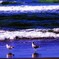 海辺の鳥たち