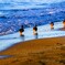 海辺の鳥たち