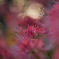 IMG_6625-500mm-F4,0-250917-Luminar Neo__