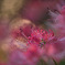 IMG_6502-500mm-F4,0-250917-Luminar Neo__