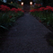 Red shadow
