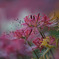 IMG_6331-500mm-F4,0-250917-Luminar Neo_ 