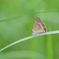 ウラナミ君