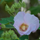 鶴舞公園 芙蓉 ②