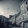 Pigeons in the square