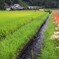 路傍の彼岸花 (用水路)