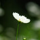Japanese Beauty✿癒やしの時