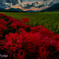 夕暮的曼殊沙華
