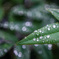 雨のご褒美