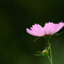 和みの時間✿秋桜