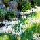天界に咲く花