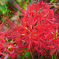 乱れ咲く花　P1091091zz