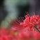 秋華　６