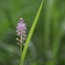 秋華　７