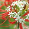 ニラの花
