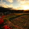 棚田の夕景