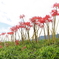 田んぼの土手は花盛り