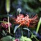 Red spider lily was secretly blooming.