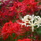 曼珠沙華