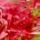 曼珠沙華の蕊が綺麗な朝