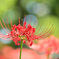 天界に咲く花