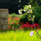 桜と彼岸花