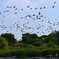 カワウの群れ。