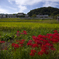 明日香村の彼岸花#1