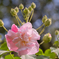 鶴舞公園 芙蓉 ③