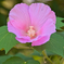 鶴舞公園 芙蓉 ④