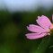 長月の秋桜✿Yokogao