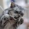 猫猫