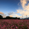 赤そばと朝焼け雲
