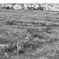 s-P1032056