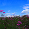 秋桜