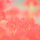 曼珠沙華