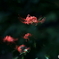 郷土の森