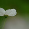 やすらかに✿秋桜の午後