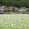 そばの花と赤いポスト