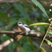 野鳥観察日記　エナガ