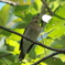 野鳥観察日記　コサメビタキ ?