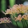 秋華　８
